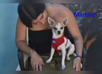 Martin2 geb. 07/2025 (ESP) - sanfter, menschenbezogener Chihuahua!