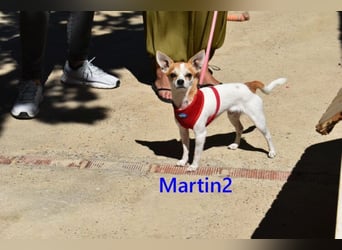 Martin2 geb. 07/2025 (ESP) - sanfter, menschenbezogener Chihuahua!