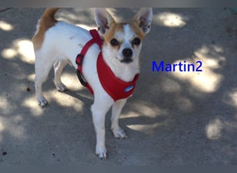Martin2 geb. 07/2025 (ESP) - sanfter, menschenbezogener Chihuahua!