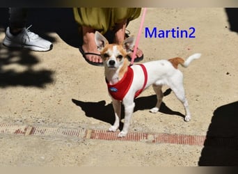 Martin2 geb. 07/2025 (ESP) - sanfter, menschenbezogener Chihuahua!