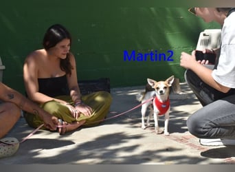 Martin2 geb. 07/2025 (ESP) - sanfter, menschenbezogener Chihuahua!