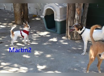 Martin2 geb. 07/2025 (ESP) - sanfter, menschenbezogener Chihuahua!