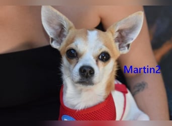 Martin2 geb. 07/2025 (ESP) - sanfter, menschenbezogener Chihuahua!