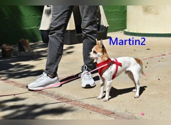 Martin2 geb. 07/2025 (ESP) - sanfter, menschenbezogener Chihuahua!