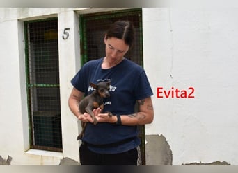 Evita2 geb. 04/2024 (ESP) - charmante Hundedame verdient ihr Glück!