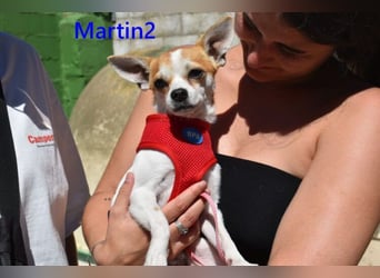Martin2 geb. 07/2025 (ESP) - sanfter, menschenbezogener Chihuahua!