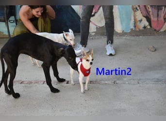 Martin2 geb. 07/2025 (ESP) - sanfter, menschenbezogener Chihuahua!