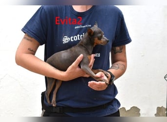 Evita2 geb. 04/2024 (ESP) - charmante Hundedame verdient ihr Glück!