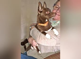 CHOCO ein bezaubender Winzling