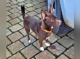 CHOCO ein bezaubender Winzling