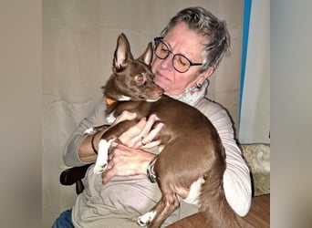 CHOCO ein bezaubender Winzling