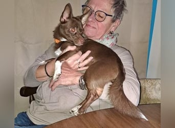 CHOCO ein bezaubender Winzling