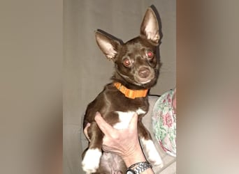 CHOCO ein bezaubender Winzling