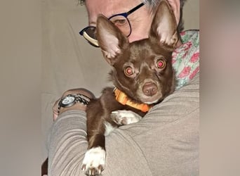 CHOCO ein bezaubender Winzling