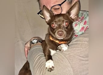 CHOCO ein bezaubender Winzling