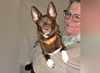 CHOCO ein bezaubender Winzling