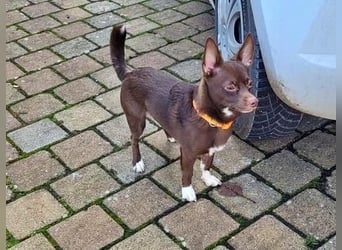 CHOCO ein bezaubender Winzling