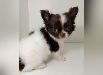 Zauberhafte Chihuahua Welpen suchen ein liebevolles Zuhause