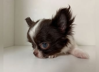 Zauberhafte Chihuahua Welpen suchen ein liebevolles Zuhause