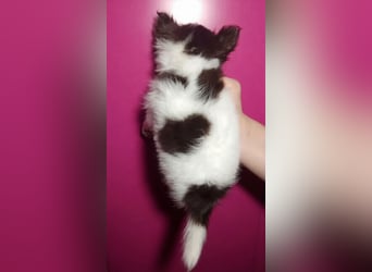 Zauberhafte Chihuahua Welpen suchen ein liebevolles Zuhause