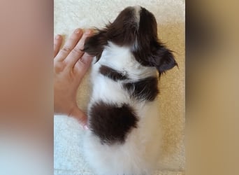 Zauberhafte Chihuahua Welpen suchen ein liebevolles Zuhause