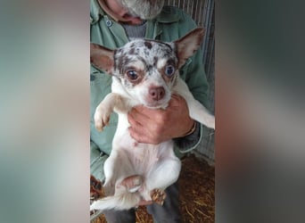 Szoffi, hübsches Chihuahua Mädchen geb. 2021