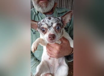 Szoffi, hübsches Chihuahua Mädchen geb. 2021