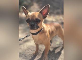 Ricsike, lieber, kleiner Chihuahua Mischlingsrüde geb. 04/2025