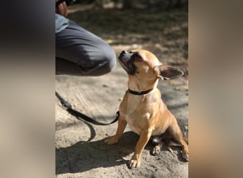 Ricsike, lieber, kleiner Chihuahua Mischlingsrüde geb. 04/2025