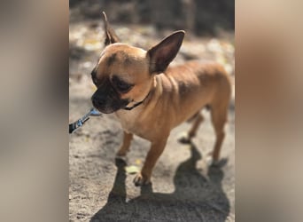 Ricsike, lieber, kleiner Chihuahua Mischlingsrüde geb. 04/2025