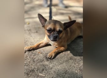 Ricsike, lieber, kleiner Chihuahua Mischlingsrüde geb. 04/2025
