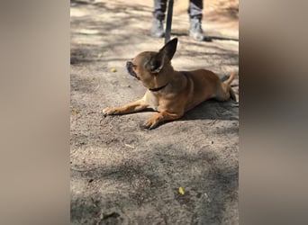 Ricsike, lieber, kleiner Chihuahua Mischlingsrüde geb. 04/2025
