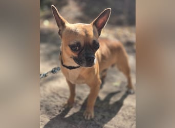Ricsike, lieber, kleiner Chihuahua Mischlingsrüde geb. 04/2025