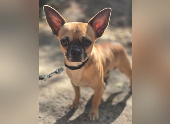 Ricsike, lieber, kleiner Chihuahua Mischlingsrüde geb. 04/2025