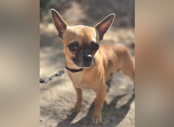 Ricsike, lieber, kleiner Chihuahua Mischlingsrüde geb. 04/2025