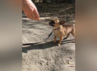 Ricsike, lieber, kleiner Chihuahua Mischlingsrüde geb. 04/2025