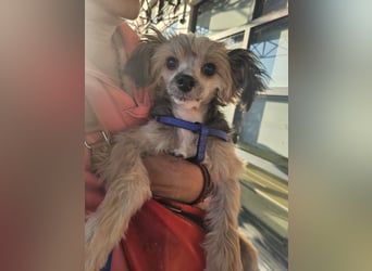 Chinese Crested mit Haaren Rüde Tierschutz