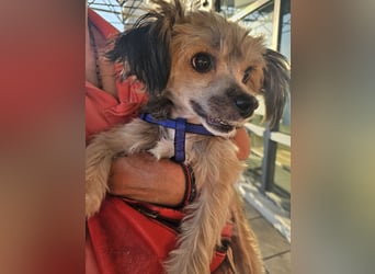 Chinese Crested mit Haaren Rüde Tierschutz