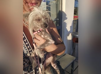 Chinese Crested Hündin 2 Jahre alt Tierschutz