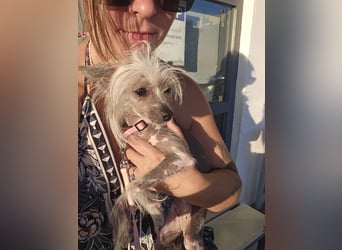 Chinese Crested Hündin 2 Jahre alt Tierschutz