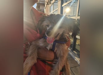 Chinese Crested mit Haaren Rüde Tierschutz