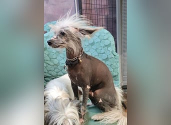 Chinese Crested Hündin 2 Jahre alt Tierschutz
