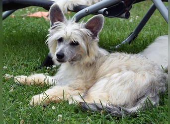 Chinese Crested Dog ~ Powderpuff