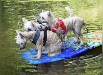 Chinese Crested Dog ~ Powderpuff