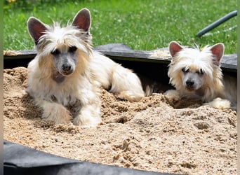 Chinese Crested Dog ~ Powderpuff