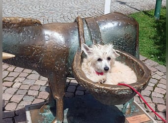 Chinese Crested Dog ~ Powderpuff