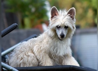 Chinese Crested Dog ~ Powderpuff