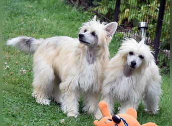 Chinese Crested Dog ~ Powderpuff