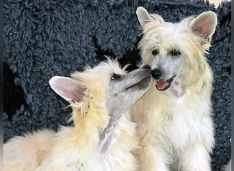 Chinese Crested Dog ~ Powderpuff