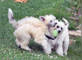 Chinese Crested Dog ~ Powderpuff